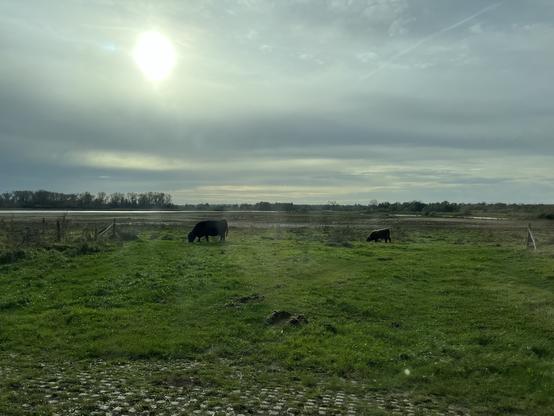Gras en zwarte koeien met zon in de lucht door de wolken heen gezien.