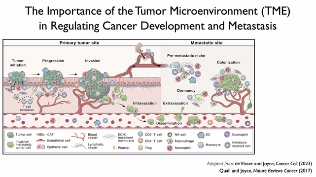 Slide about the tumor microenvironment in metastasis