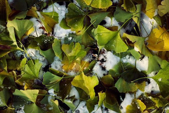 An image showcasing ginkgo biloba leaves in varying stages of their life cycle. Some leaves remain a rich, verdant green, while others have transformed into a golden yellow, hinting at the approach of winter. There are droplets of water that glisten on the surfaces of these leaves, and patches of snow interspersed between them, marking the union of autumn's end and winter's beginning.