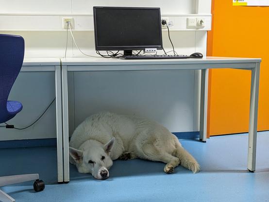 Higgs schläft unter einem Tisch im Computerraum.