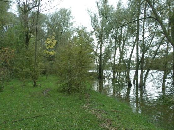 De waterstand is hoog en sommige paden waren al ondergelopen. Met omlopen was het toch mogelijk om door dit bos te komen.