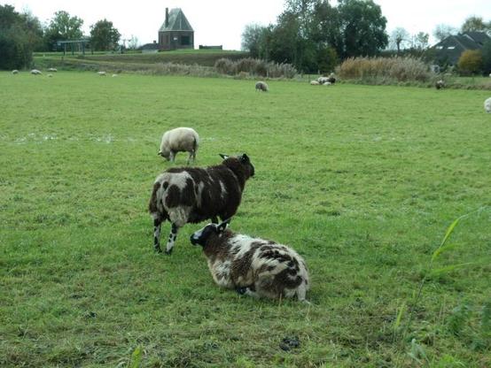 Bruin-witte schapen in een weide. In de achtergrond een gemaal.