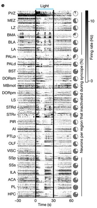 Neurons from all recordings, shown during fainting (aka syncope). Neurons in the PVZ increased their activity while most other neurons were suppressed