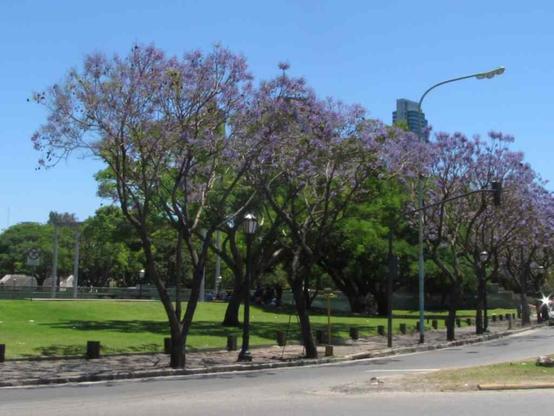 Row of blue-lilac flowered Jacarandas (Costanera Sud, CABA). The flowers appear before the leaves which makes the colour rather special.