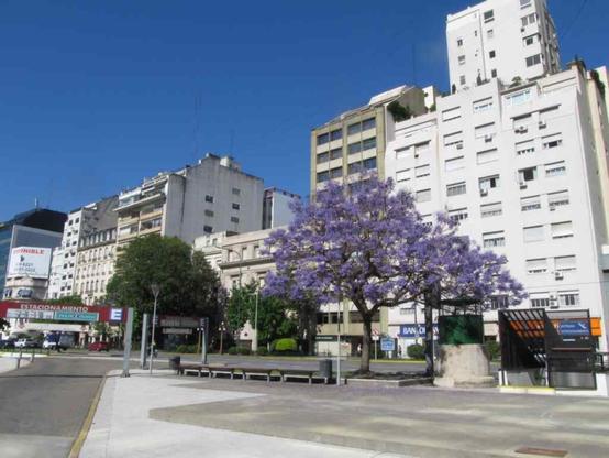 A solitary Jacaranda along Avenida de 9 Julio, Retiro, Buenos Aires.
