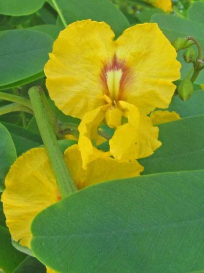 Yellow pea-like flower of the Tipu tree