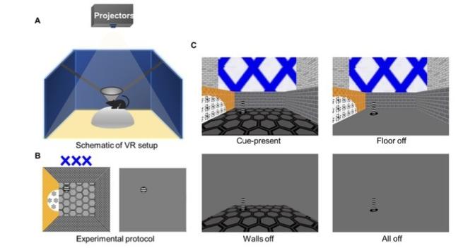 Schematics of the VR environment. Different types of cues (floor, wall) can be removed. The mice are head-fixed but can turn their head in the horizontal plane.