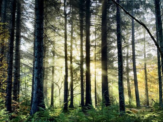 A woodland scene in the early hours of the morning. Dark scots pine trees dominate the scene with small young trees forming the foreground on the woodland floor lending some green color to the image. Yellow golden light shines through a light mist as the sun rises on a cold morning sending light rays through the woodland. The sunlight gives a false sense of warmth on a cold day.