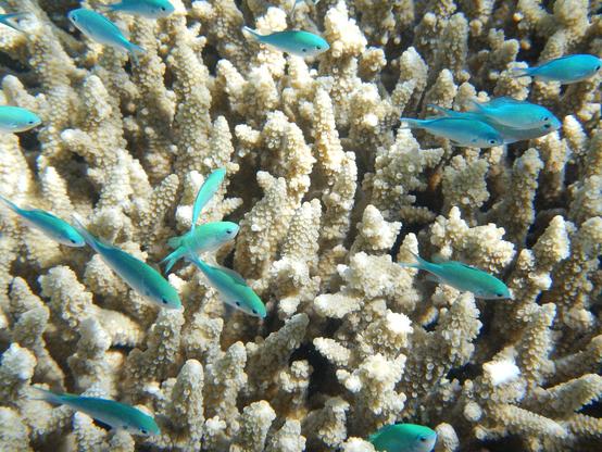 a school of small fish of the same species swimming in front of a white coral colony