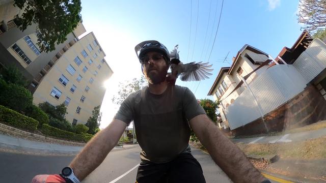 A bloke riding a bike, with a magpie swooping and making contact