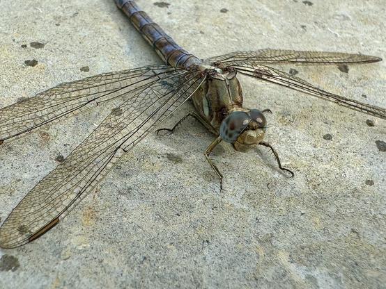 A male Orthetrum brunneum dragonfly (?) resting on a tile