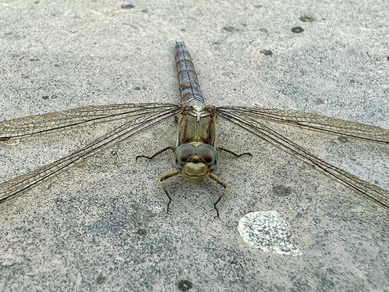 A male Orthetrum brunneum dragonfly (?) resting on a tile