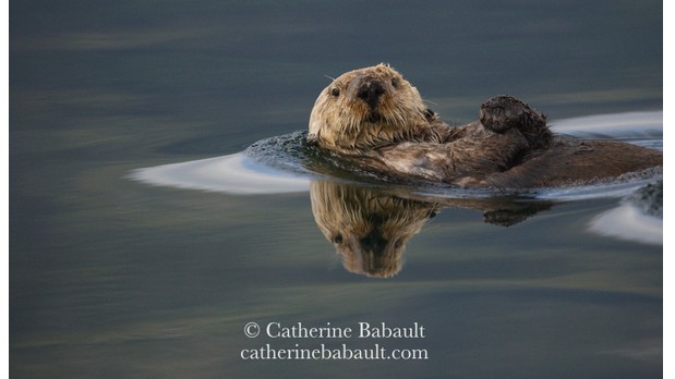 Close-up of a sea otter on its back in calm waters. It looks at the camera and has its hands on its chest. The water is dark due to the reflection of the forest.
