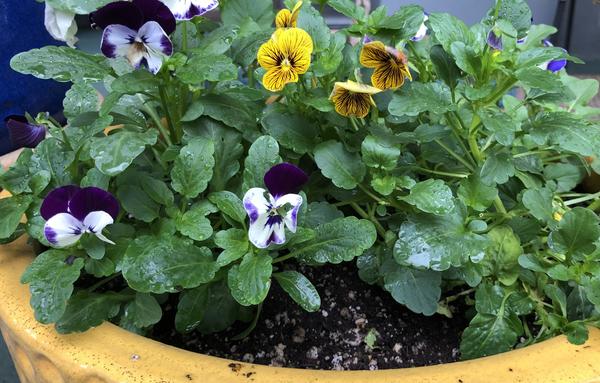 A yellow glazed container of pansies and violas of various cool tones of purple, yellow, and white.
