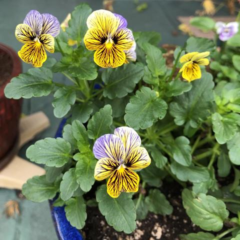 A blue glazed container of pansies and violas of various cool tones of purple, yellow, and white.