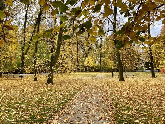 Zdjęcie parku jesienią, żółte liście przykrywają alejkę i trawę.