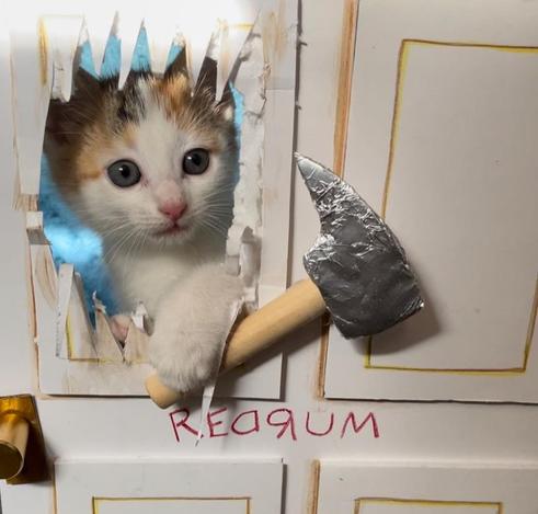 Meme de gato asomándose por un agujero de la puerta y un hacha en la pata al estilo de la película de El resplandor