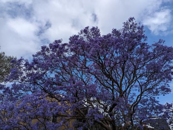 Jacaranda tree in full purple bloom