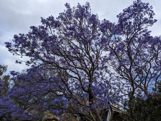 Jacaranda tree in full purple bloom