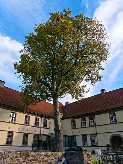 The inner courtyard of the castle. There is a very tall tree in the centre. Its leaves are green and yellow. There is a museum in one of the buildings.