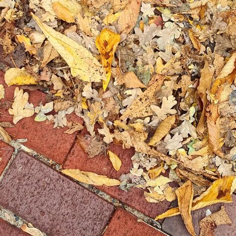 Close-up of dried leaves on a clinker paving