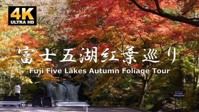 Vlog Tour of Autumn Foliage at Local Fuji Five Lakes "What I thought about living in a tourist spot"