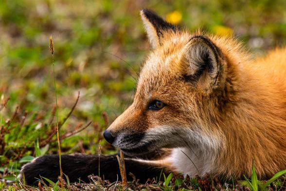 A red fox with black paws stares past a tall piece of grass into the middle distance. It appears to be bored.