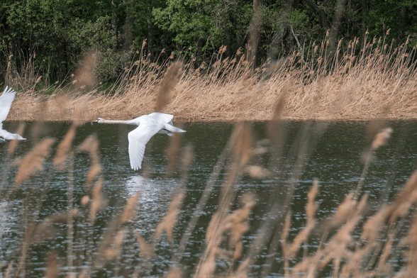 German: Höckerschwan fliegt knapp über einer Wasseroberfläche eines kleinen Sees durch das Bild. Durch eine kurze Verschlusszeit ist der Flug eingefroren und die Flügel sind gut zu erkennen. Im Vorder- und im Hintergrund ist Schilf zu erkennen. Ca. Mittagszeit im späten Frühling in Finnland in der ungefähren Höhe von Pori.

English: Mute Swan flies through the frame just above the surface of a small lake. The flight is frozen by a short shutter speed and the wings are clearly visible. Reeds can be seen in the foreground and background. Around midday in late spring in Finland, near Pori.