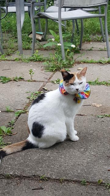 Lainey the mostly white calico wears a beautiful rainbow bird collar while sitting on concrete pavers and looking at the camera