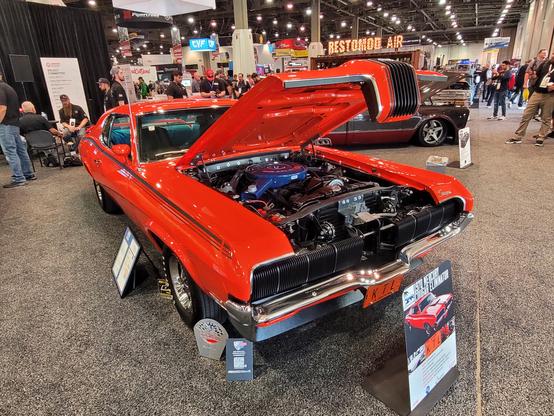 Cougar