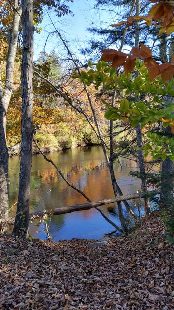 A view of a river through mostly bare trees. There is a little color left on the trees, which, along with the blue sky, is reflected in the very calm water.