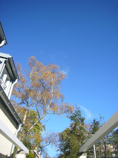 Auf allen vier Fotos vom Wind bewegte Zweige und buntgefärbte Blätter vor blauem Himmel.