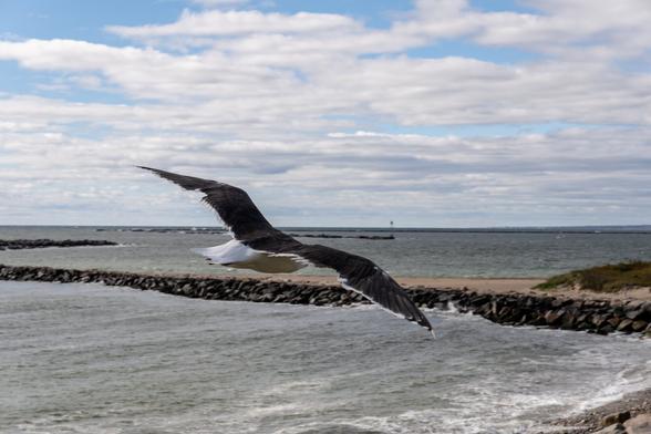 A color photograph taken from a coastal overlook on a partly sunny day. In the foreground, a seagull glides on strong winds, hanging in the air just off the hillside close to the camera. In the background, a long stone breakwater curves away from the shore, bending right towards a second even longer breakwater from the opposite direction. The sea is grey, and the sky largely covered by white clouds with bright blue peaking through.