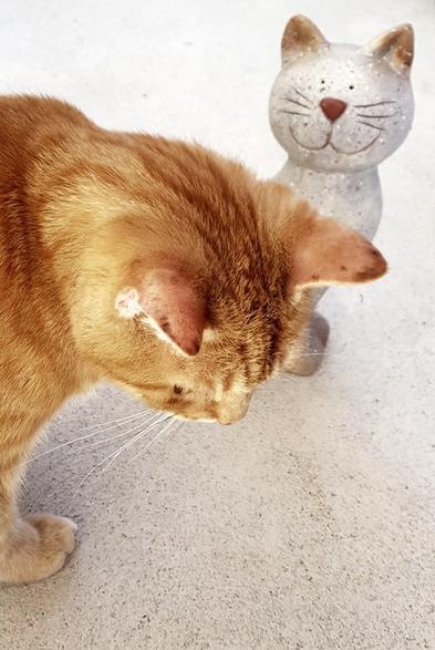 Mein geliebter Kater (Ginger) neben einer Katerfigur aus Keramik