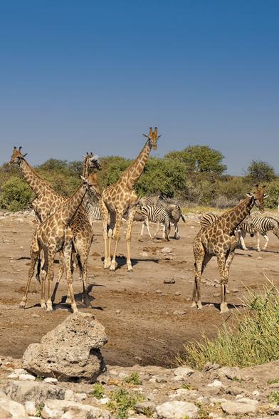 Giraffes and zebras near waterhole n Etosha NP, Namibia