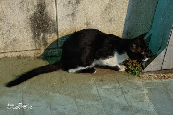 Achtung, katze lauern