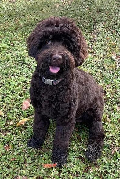 A sitting dog, not the actual dog looking for a home, but close enough