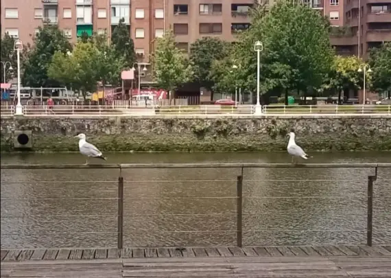 Fauna De La Ría De Bilbao.