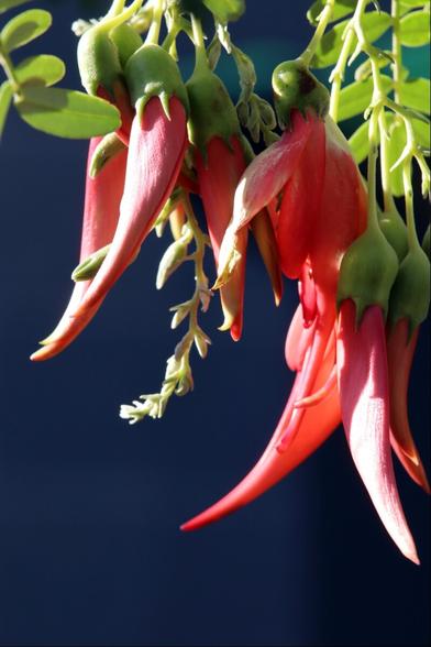 The red flowers of a Kaka Beak, lit by afternoon sun. Their pointed, curving shape looks similar to the beak of a native parrot (the Kaka) - hence the name. The form hanging clusters which shift in the breeze.