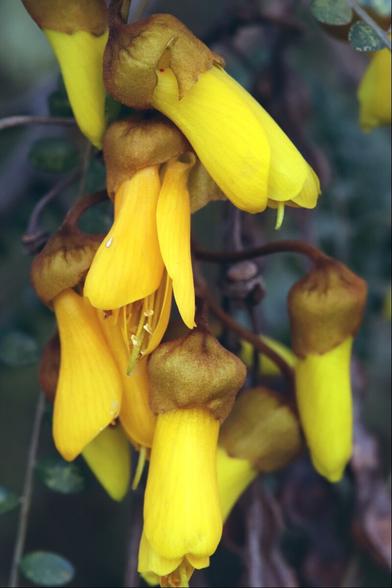 Closeup of a hanging cluster of bright yellow pea-like flowers with little brown helmets. These are from a Kowhai tree (aka Sophora)