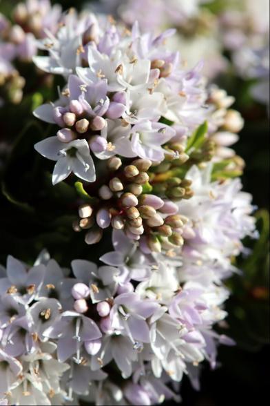 Closeup of a tight cluster of tiny white flowers lit by afternoon sun.