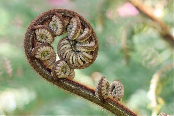 The classic tight spiral shape of the Koru, or fern frond, slowly straightening and preparing to open up the side spirals that hold the leaf structures