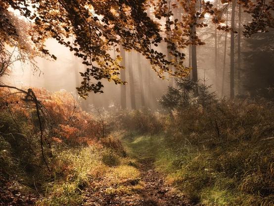 An autumnal pathway of orange and browns lead the way through a sunlit rayed misty forest.