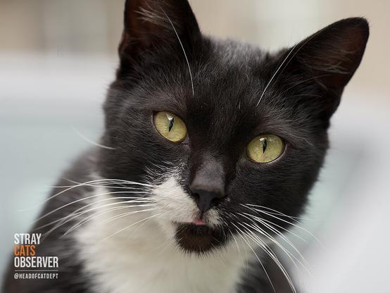 Close up portrait of a black and white cat