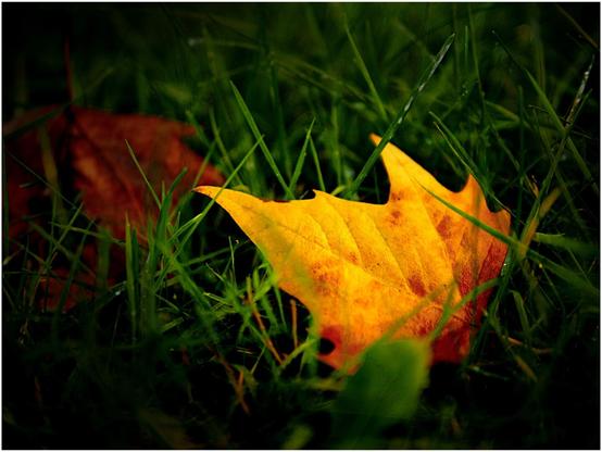 Photo rapprochée d'une feuille, jaune orangé, tombée sur de l'herbe verte. Elle peut faire penser à une flamme.
---
Close-up photo of an orange-yellow leaf that has fallen onto green grass. It may resemble a flame.