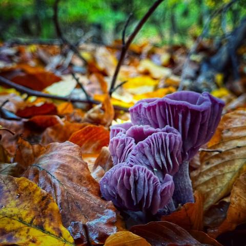 Mushrooms