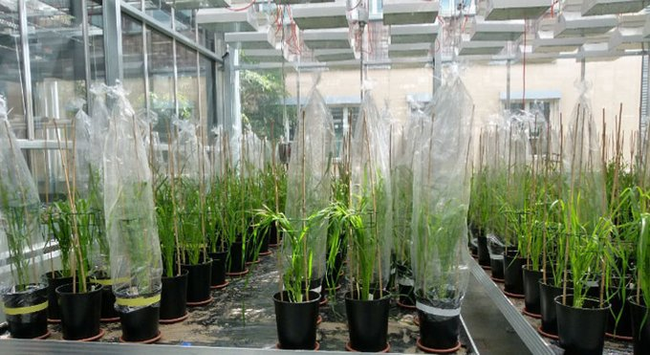© Davide Francioli / ZALF | In Gewächshausversuchen wurden die gemeinsame Reaktion der Weizenpflanzen und ihrer Mikrobiota untersucht, um letztlich neue Erkenntnisse für klimaangepasste Weizenanbausysteme zu liefern.