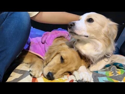 雷に怯えて兄犬から離れられなくなってしまった子犬（8ヶ月）寄り添う姿が尊い...【車中泊】