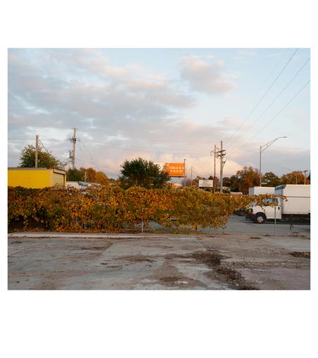 View of a fence covered in plant growth with business parking lots behind. In the background a billboard showing a wrapped bottle of alcohol reads, "Stella-la-la-la-la-la-la-la!" The sky has a muted orange-blue glow due to the setting sun.