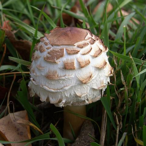 Full on view of Shaggy Parasol Mushroom growing in wild grasses; fleshy white cap with slightly upturned brown scales that are denser and flatter on the upper most part of the cap. Cap is a slightly elongated and round bulbous shape sitting atop a slightly darker stem.